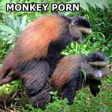 Stream MONKEY PORN (Ft. Seagull god) by goofy bird | Listen online for free  on SoundCloud