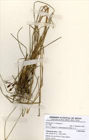 Image result for Fimbristylis scabrida