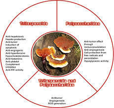 Image result for Ganoderma lucidum