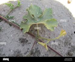 Image result for Ampelocissus africana