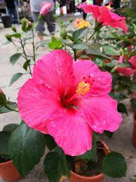 Tanaman bunga merupakan salah satu makhluk hidup yang memiliki rupa yang cantik, dan sebagian besar memiliki wangi yang harum. Bunga Raya Hibiscus By Wanazza Photoblog