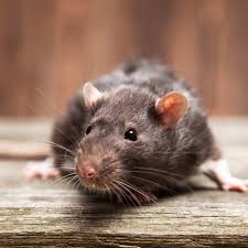 Compare prices and save on pest control services from top rated exterminators with corkd. Pest Control Services In Illinois By Schopen Pest Solutions