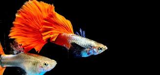 How long do fish stay pregnant? Breeding Guppies Tropical Fish Hobbyist Magazine