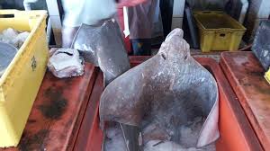 Di samping itu ada beberapa vocabulary yang berkaitan dengan anggota tubuh ikan. M On Twitter Local Names Oscellatedeagleray Pari Ayam Bowmouthguitarshark Yu H Gerrard Pari Bintang Seasaver Thewcs Http T Co 8vprqnloo6