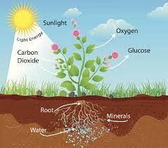 Photosynthesis and cellular respiration equations. How Is Photosynthesis Related To Cellular Respiration Biology Wise