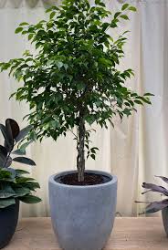 Image result for Ficus
