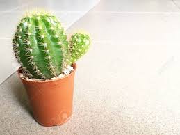 Cacti plants can survive and thrive in any part of your home as long as you provide. Little Cactus For Home And Office Gardening With Left Space Stock Photo Picture And Royalty Free Image Image 71879705