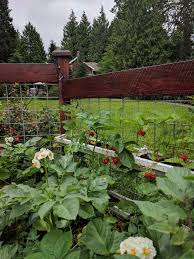 You should take care, though, when using landscaping mulch such as cedar shred to avoid crowding or covering the crown of the plant with it. Strawberry Growing Lessons Blackberry Land