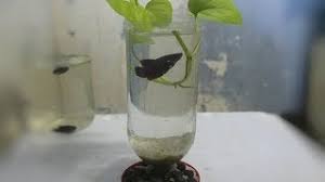 Banyak sekali bahan untuk membuat aquarium ini salah satunya adalah dari botol bekas. Koleksi Cara Membuat Kerajinan Aquarium Dari Kardus Bekas Video Tips Foto