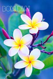 Pin By Nusrat Khan On Saudacoes Most Beautiful Flowers Beautiful Flowers Plumeria Flowers