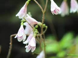 Check spelling or type a new query. Stunning Bell Shaped Flowers For Dreamy Gardens