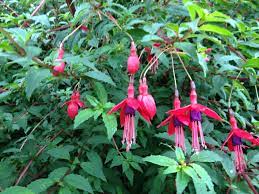 Fuschia Growing Wild On A Farm In County Fermanagh Ireland Beautiful Flowers Flowers Christmas Ornaments