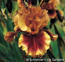 Apollodorus Historical Bearded Iris Iris Garden Iris Flowers Bearded Iris