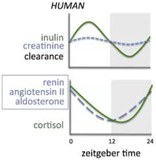 Estimated Circadian Rhythms For Renal Clearance Of Inulin