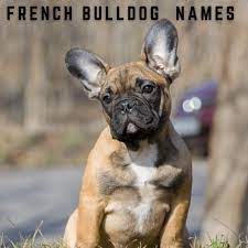 French bulldog puppies forsale one female three males akc registered up to date on all shots and dewormings. 550 French Bulldog Names With Definitions Pethelpful
