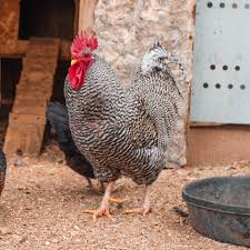 This is the most natural diet chickens can eat. How To Make Your Own Chicken Or Poultry Feed