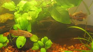 Wild betta smaragdina guitars are found only in the bung khan region north easest thailand whilst regular smaragdina are found all around the eastern countryside of thailand and spread across to. Betta Smaragdina Inglorious Bettas