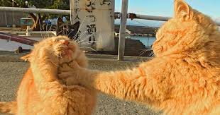 Two Cats Fighting Escalated Into A Full On Photoshop Battle Cats Catfight Photoshop Battle