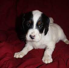 English Setter Puppy For Sale In Owatonna Mn Adn 66939 On Puppyfinder Com Gender Male Age 10 Weeks Old English Setter Puppies Puppies For Sale Puppies