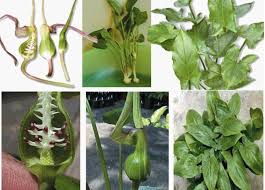 Tidak hanya digunakan untuk rawatan dan pencegahan kanser, herba keladi tikus juga boleh digunakan untuk ulser dan juga buasir, dengan penggunaan berterusan selama seminggu (dos 3 biji. Keladi Tikus Penawar Kanser