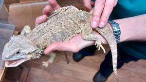 There have been some recorded cases of people contracting yellow fungus however the person has had their immune system severely Bearded Dragon Found Dumped In A Plastic Bag South Wales Argus