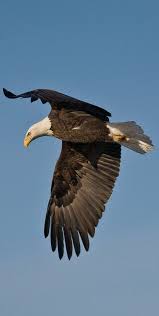 About Wild Animals Why Eagles Are The Kings Of The Sky Most Endangered Animals Eagle In Flight Animals Wild