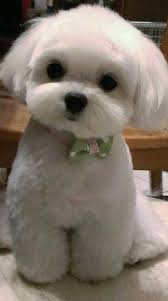 Hund, klein, jung, haustier, tier, süß, hündchen, charmant, hündchenstellung, tierporträt, weiß public. Fun Shih Tzu Puppy Size Shihtzulovers Shitzuterrier Shihtzublack Malteser Hund Susse Tiere Tierbabys