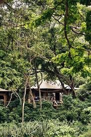 Image result for Nicolasia costata