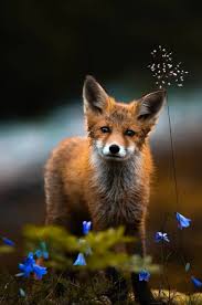 Black And Orange Fox Breed Hi I M Here Pet Fox Wild Dogs Cute Animals