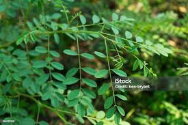 Image result for Indigofera bainesii