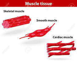 Types Of Muscle Tissue Skeletal Muscle Smooth Muscle Cardiac Muscle Vector Scheme Stock Vector 17709304 Skeletal Muscle Muscle Tissue Smooth Muscle Tissue
