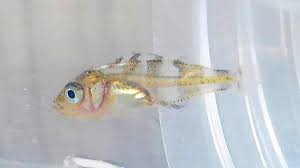 メバル 稚魚