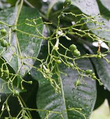 Image result for Rauvolfia mombasiana