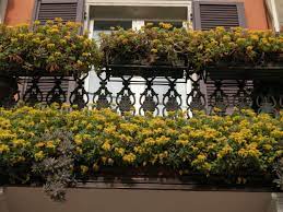 Pianta palustre a fiori gialli; Pianta Grassa Fiori Gialli