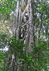 Image result for Ficus chirindensis
