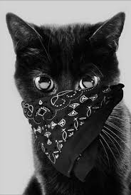 Diablo Up To His Usual Tricks A Midnight Attack Surprised Kitten And Myself You Would Have Thought He Was Fighting For His Life Cute Cat Gif Cats Crazy Cats