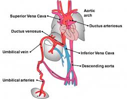 Cardiovascular System Fetal Shunts Embryology