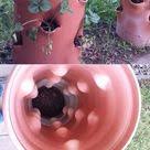 Vertikales Erdbeerbeet Im Kg Rohr Erdbeerpflanzen Vertikaler Garten Diy Erdbeerbeet