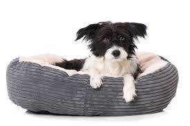 Hundebetten online kaufen farbenfrohe gestaltung robust & langlebig mit möglichkeit zur personalisierung hier bestellen! Die Besten Hundebetten Unser Kaufratgeber