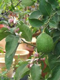 Image result for Citrus × limon