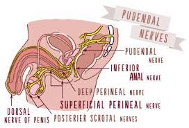 Please sign up by email to get more information about our services and products. With Pleasure A View Of Whole Sexual Anatomy For Every Body Scarleteen