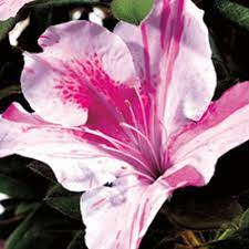 A hardy, beautiful qld garden. Encore Azaleas The Best Azaleas For Australia