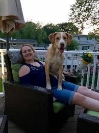 What does one love animal rescue group do? Aero The Lap Dog Puppy Love Pet Rescue Facebook