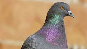 Amazing Facts About Pigeons Onekindplanet Animal Education Facts