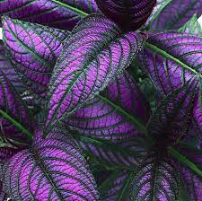 Check spelling or type a new query. Deep Purple Houseplant