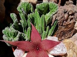 Image result for Stapelia