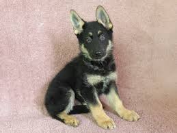 Check spelling or type a new query. German Shepherd Puppies For Sale Oklahoma City Ok 256249