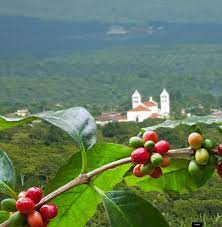 Coffee production in el salvador has fueled the salvadoran economy and shaped its history for more than a century. The Coffee Route In El Salvador Caribbean News Digital