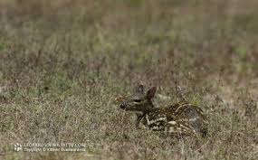 Since the sri lankan leopard faces no competition in its habitat and is the apex predator therein, it grows quite large. Species Of Wilpattu National Park