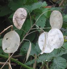 Pilea — kanonierblumen kanonierblume pilea cadierei systematik abteilung. Money Plant Wiktionary